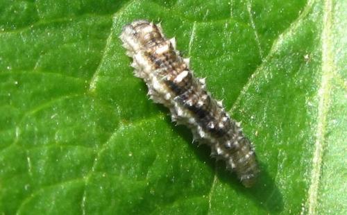 Réf. 304 064 : Eupeodes sp.